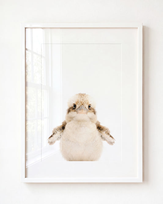 Baby Kookaburra — Framed