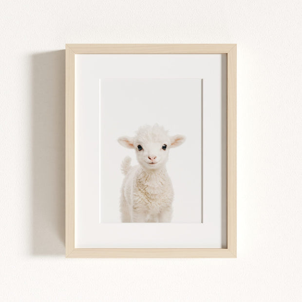 Baby Lamb