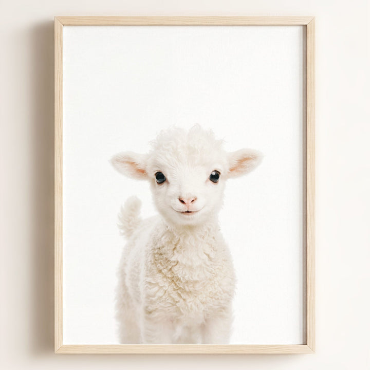 Baby Lamb