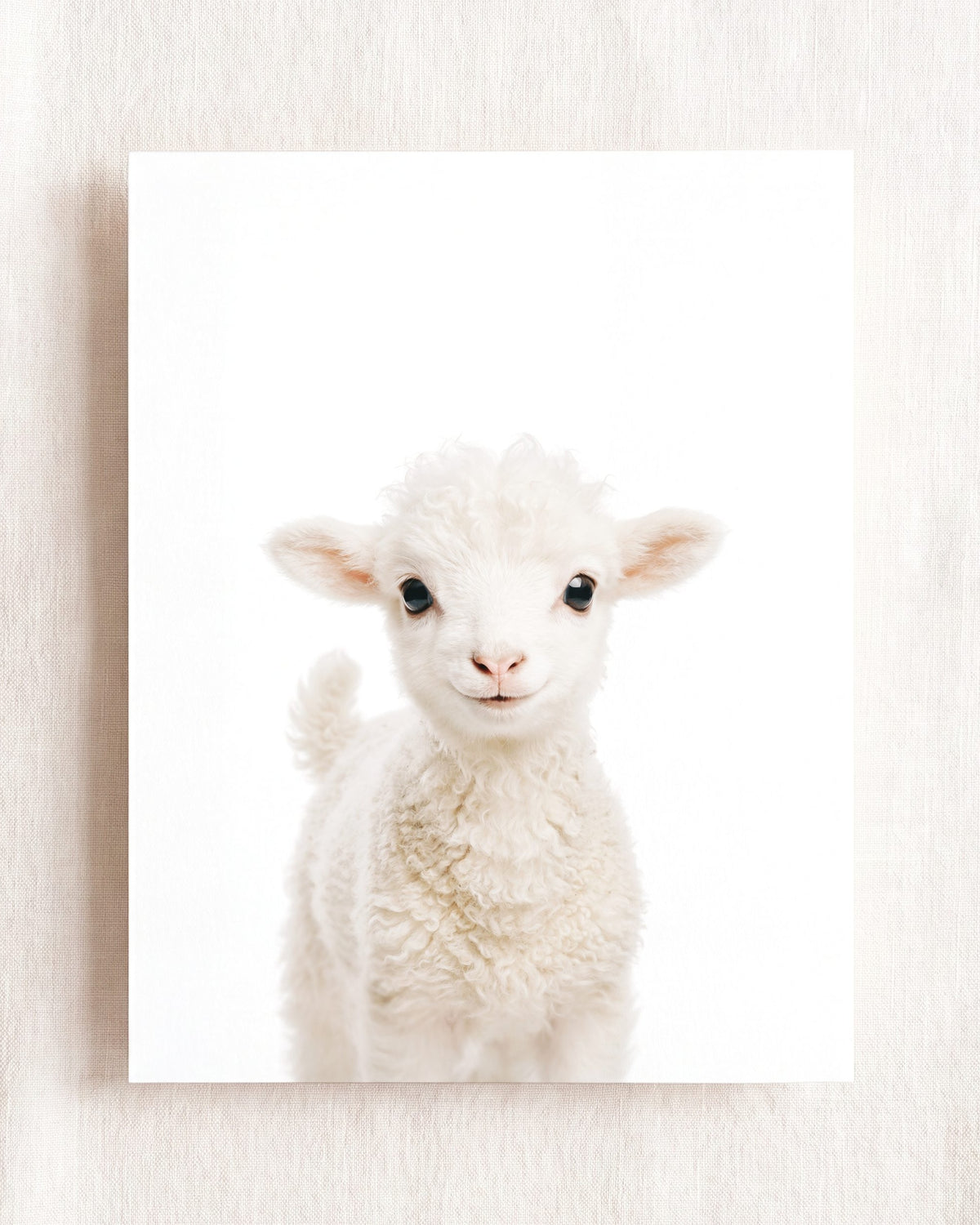 Baby Lamb