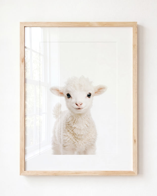 Baby Lamb