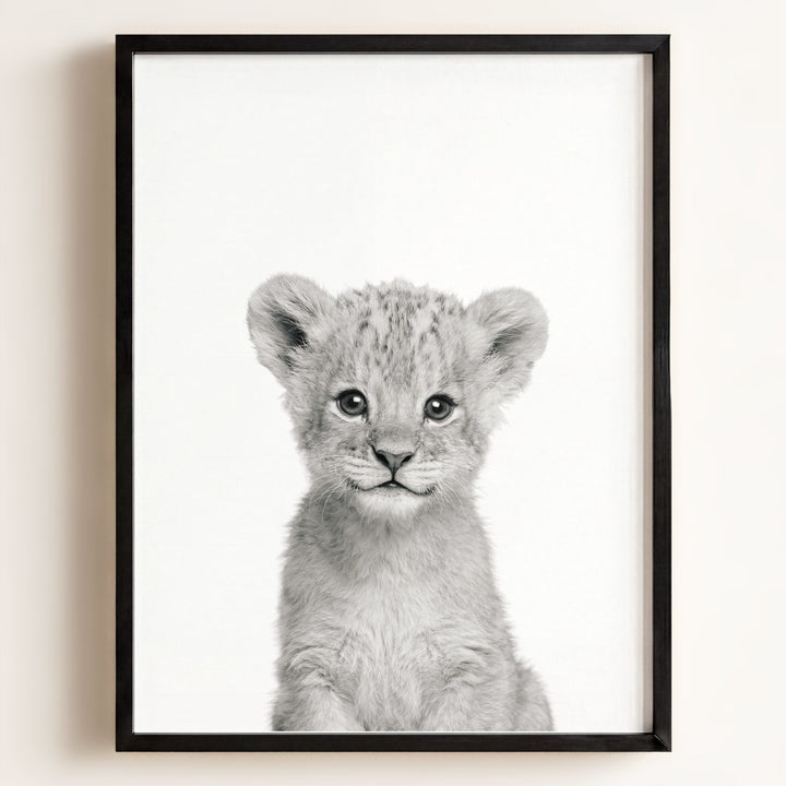 Baby Lion