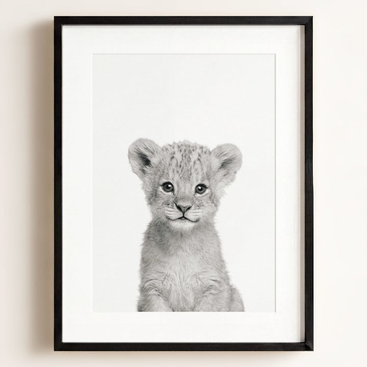 Baby Lion