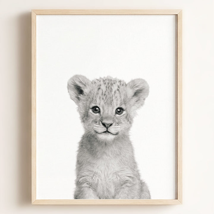Baby Lion