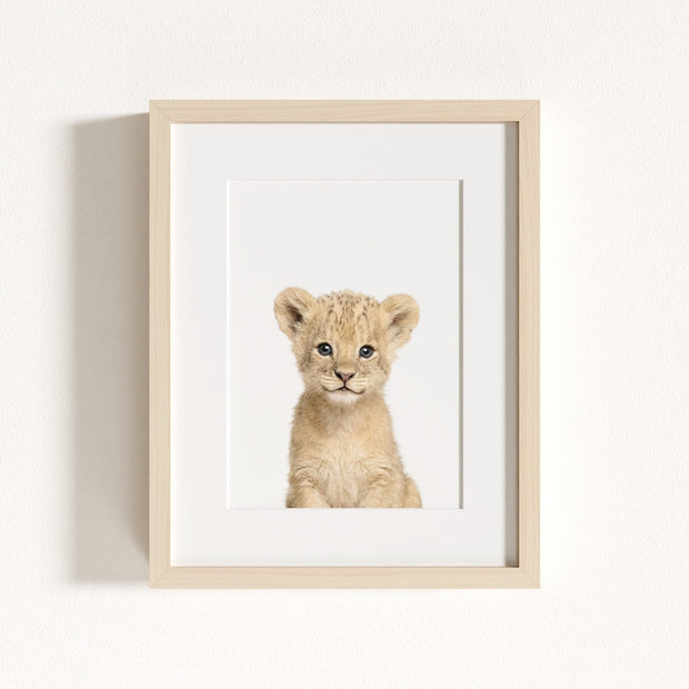 Baby Lion