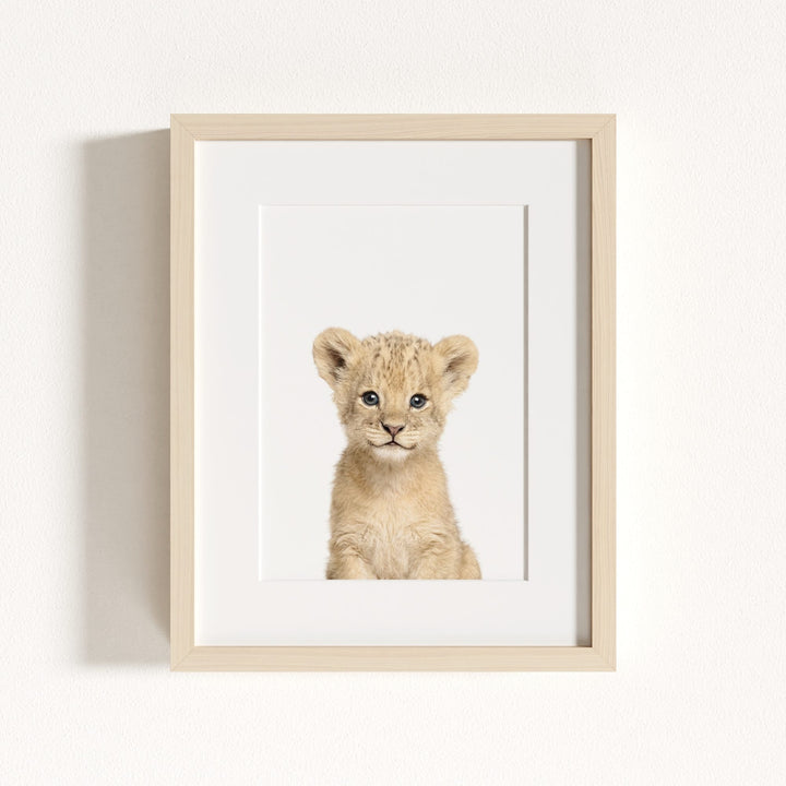 Baby Lion