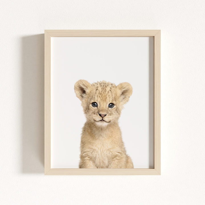 Baby Lion