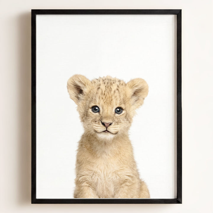 Baby Lion