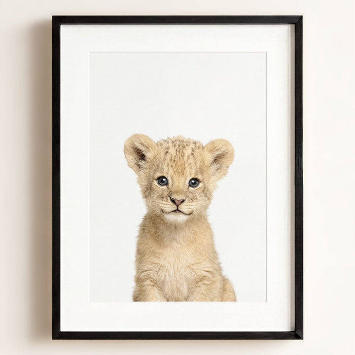 Baby Lion