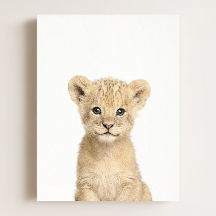 Baby Lion