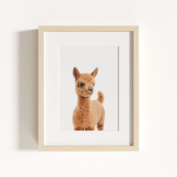 Baby Llama
