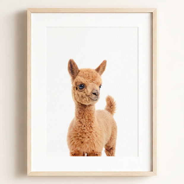 Baby Llama