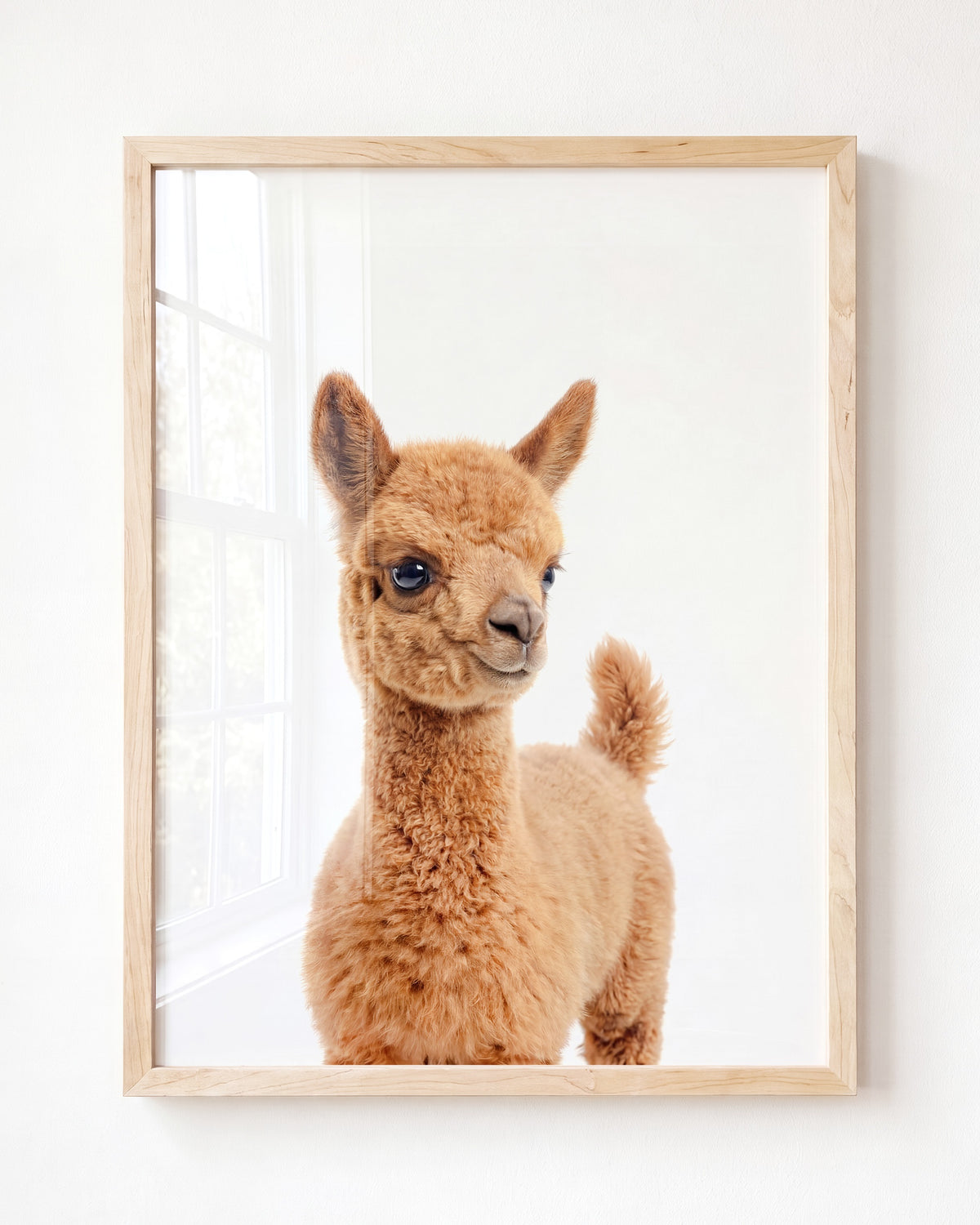 Baby Llama – Framed