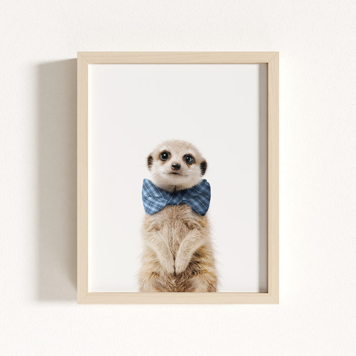 Baby Meerkat