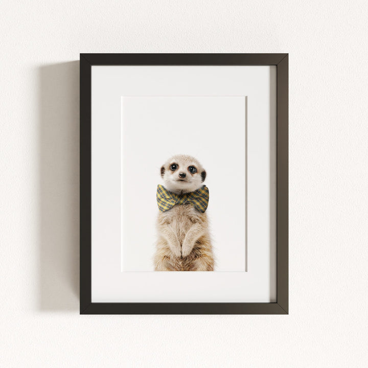 Baby Meerkat
