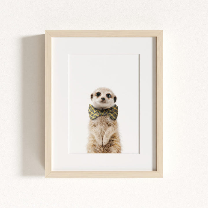 Baby Meerkat