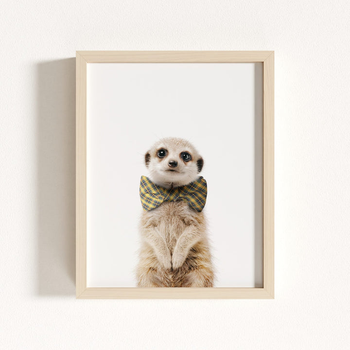 Baby Meerkat