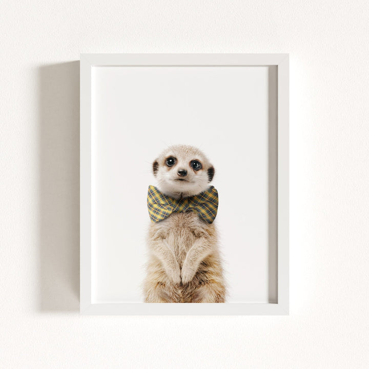 Baby Meerkat