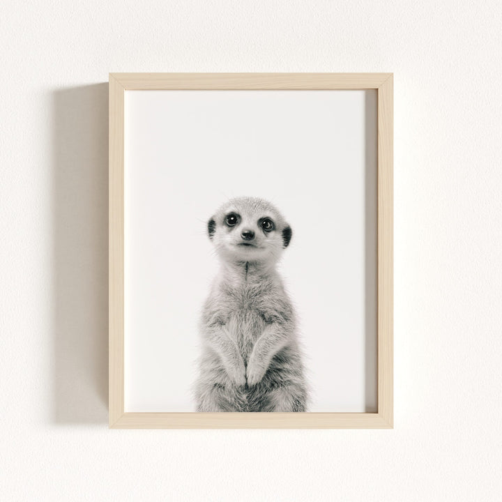 Baby Meerkat