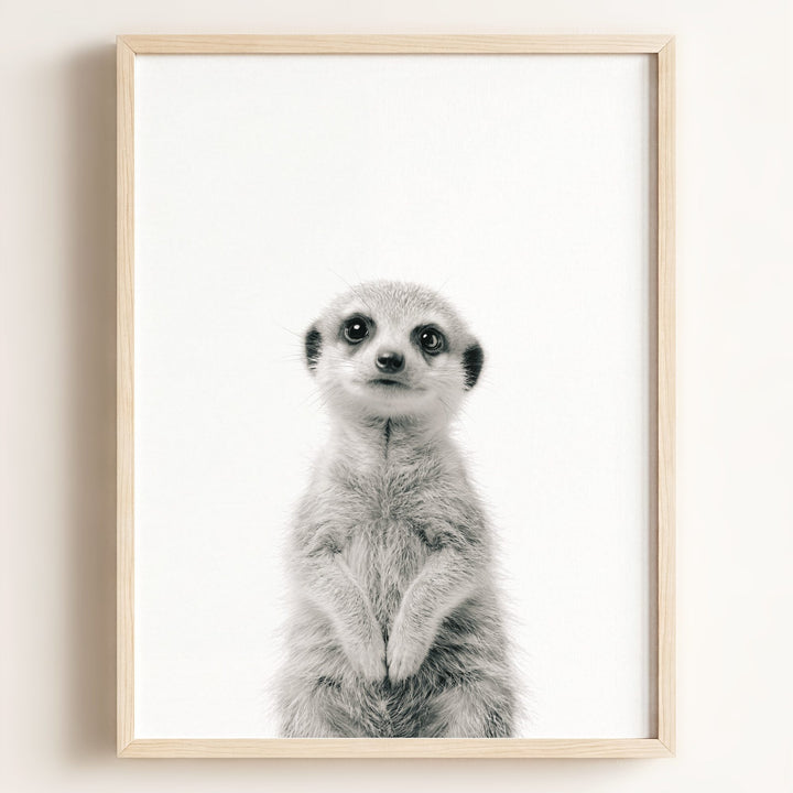 Baby Meerkat
