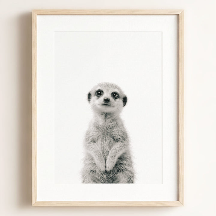 Baby Meerkat