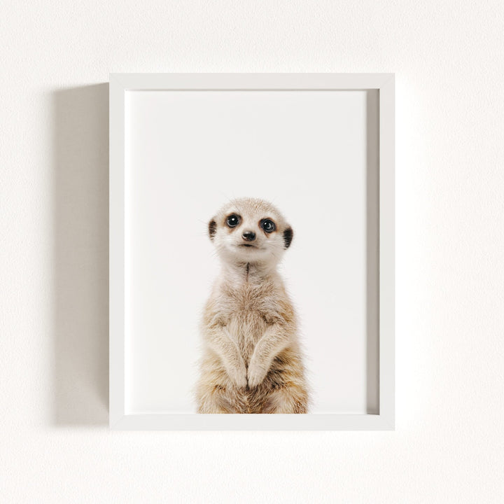 Baby Meerkat