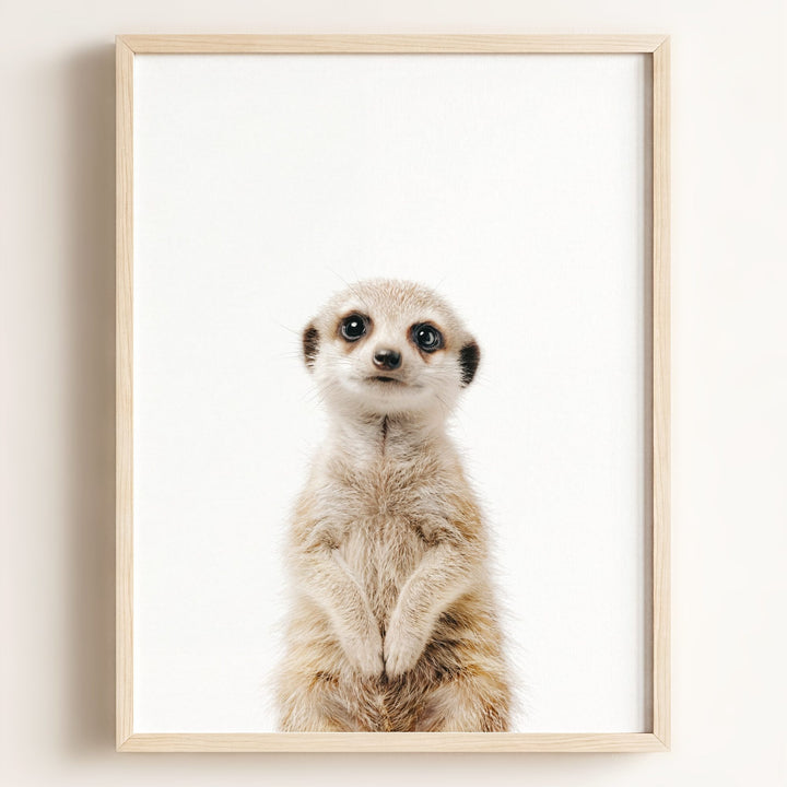 Baby Meerkat