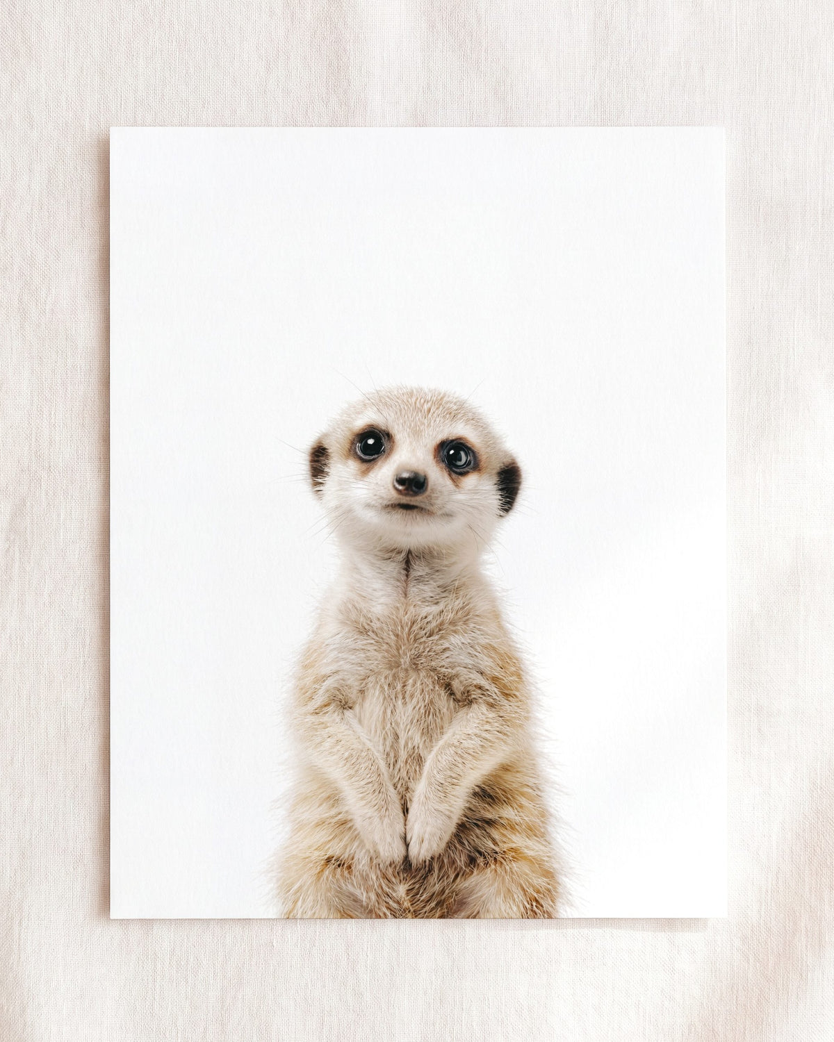 Baby Meerkat