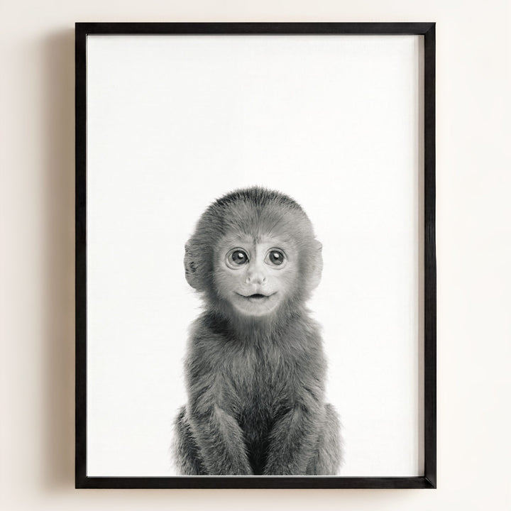 Baby Monkey