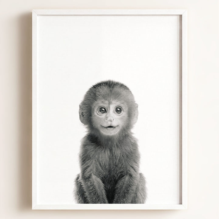 Baby Monkey