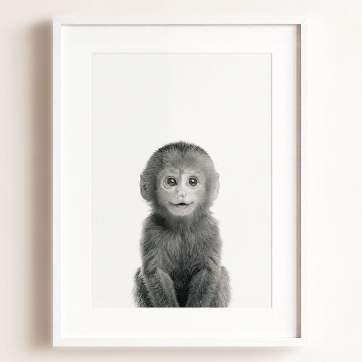 Baby Monkey