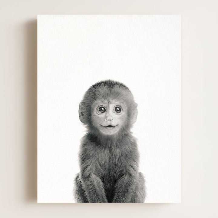 Baby Monkey