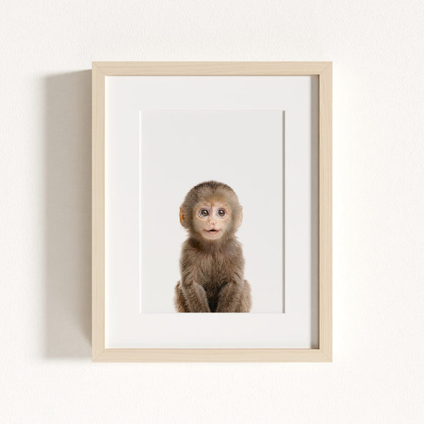 Baby Monkey