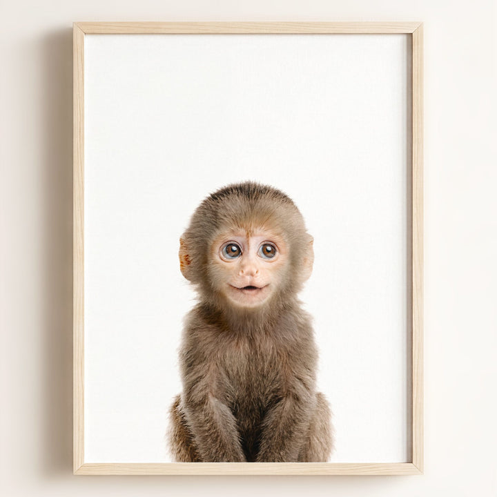 Baby Monkey