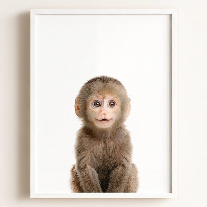 Baby Monkey