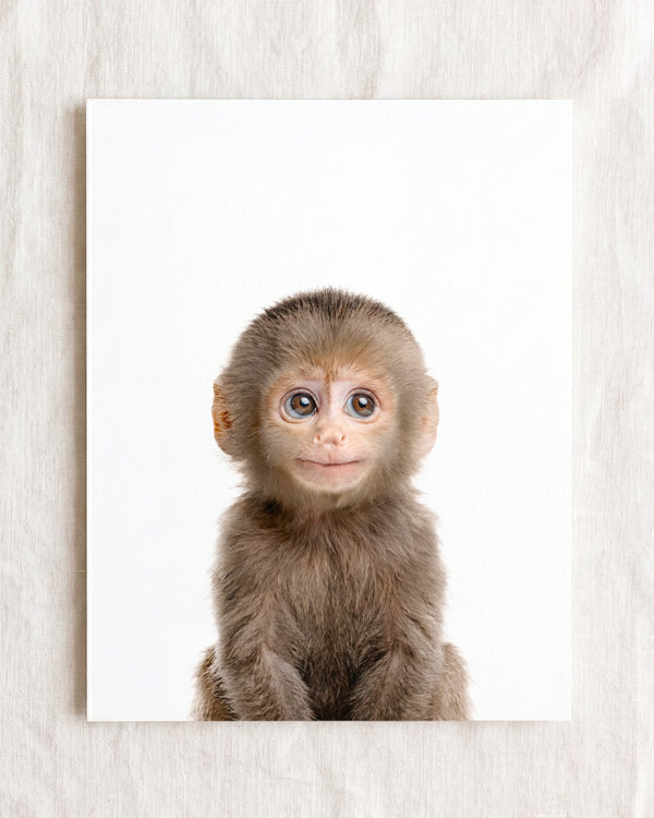 Baby Monkey