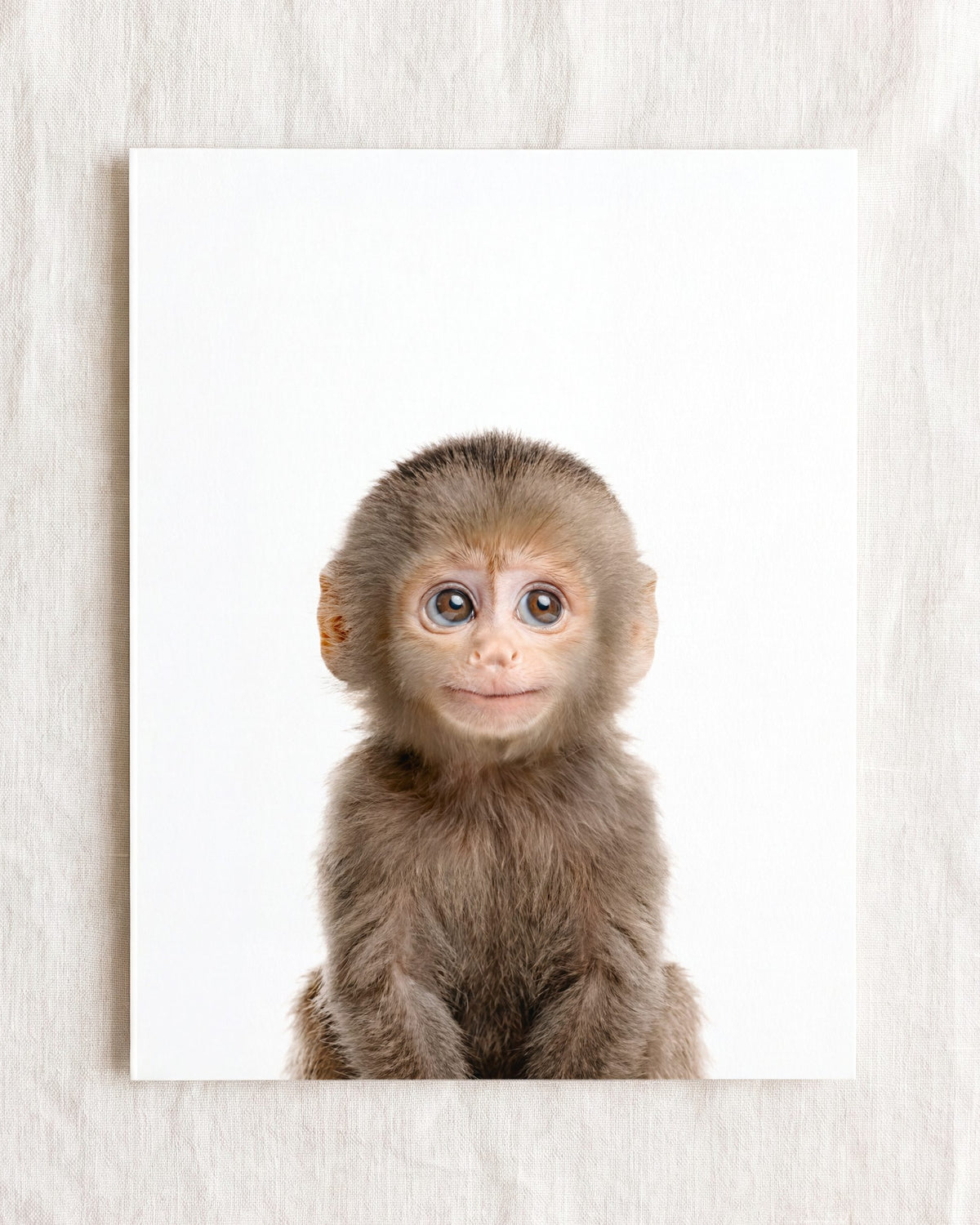 Baby Monkey