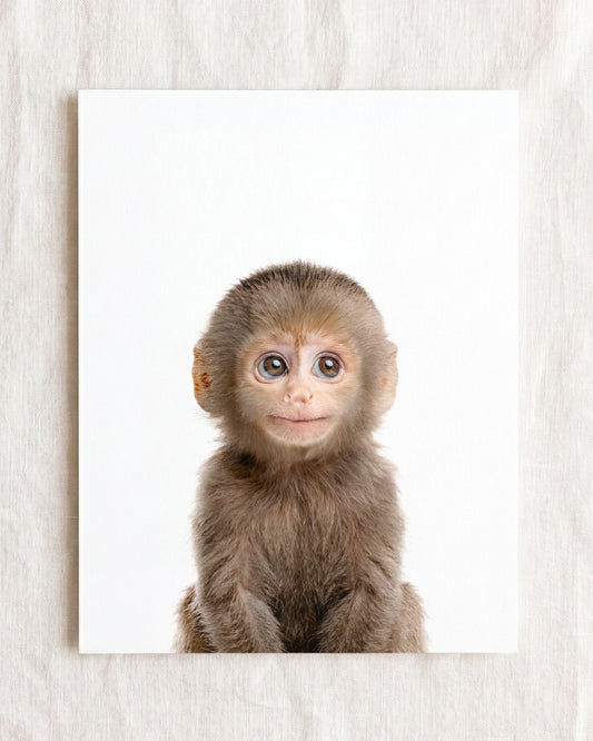Baby Monkey