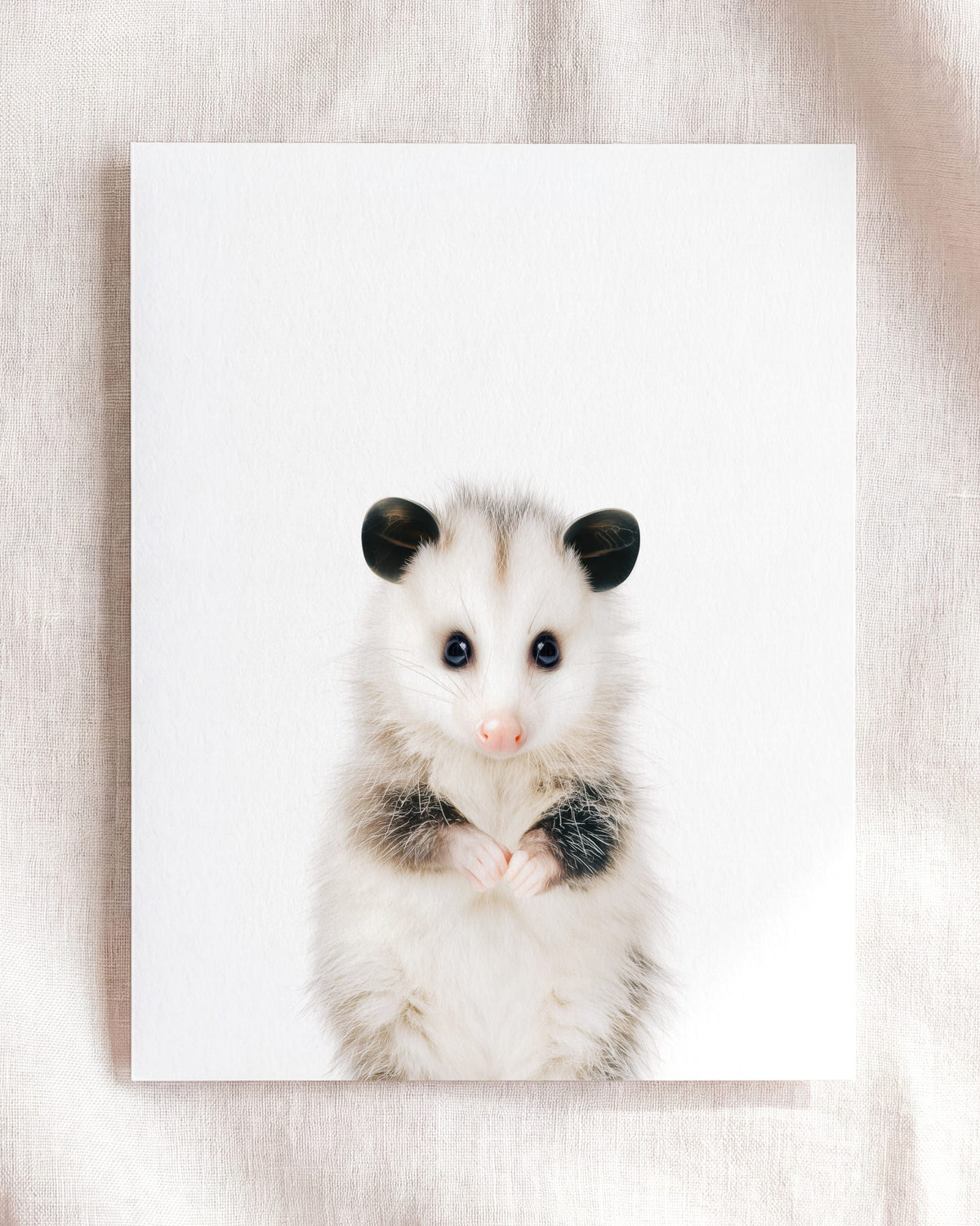 Baby Opossum