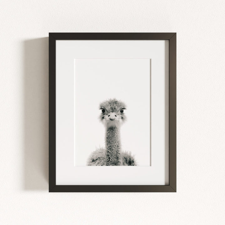 Baby Ostrich