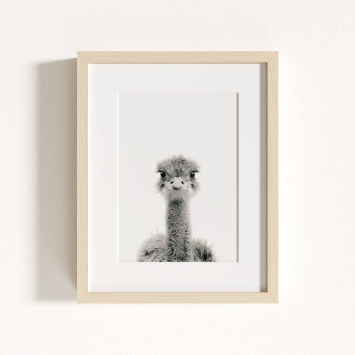 Baby Ostrich