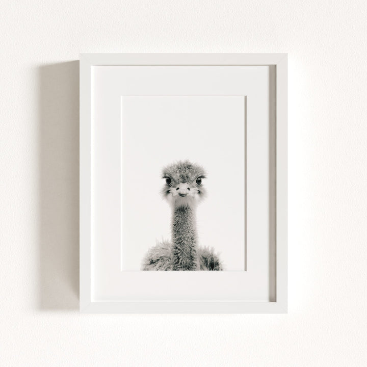 Baby Ostrich