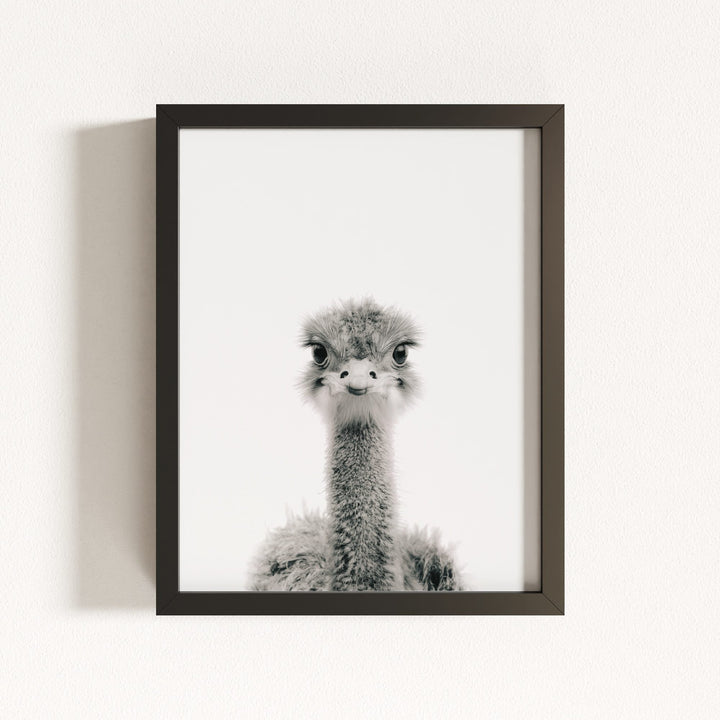Baby Ostrich