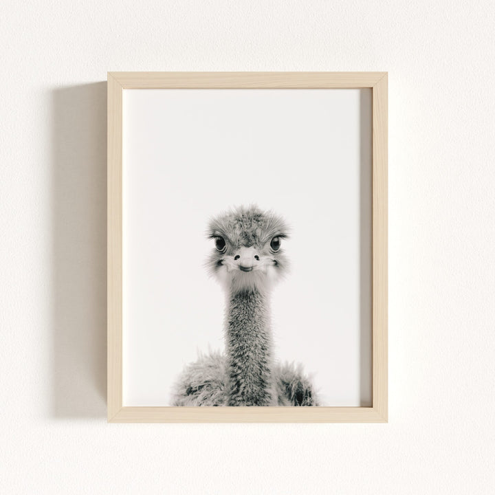 Baby Ostrich