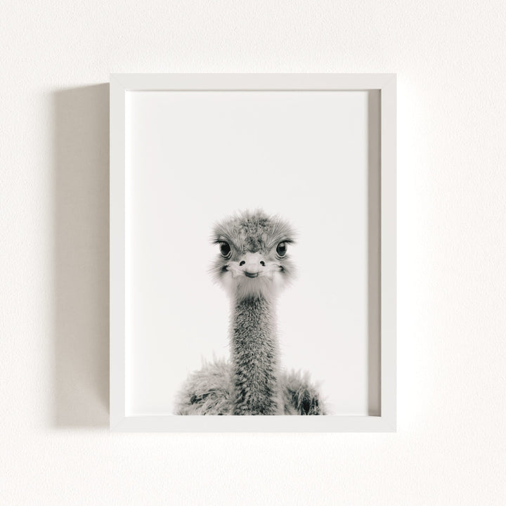Baby Ostrich