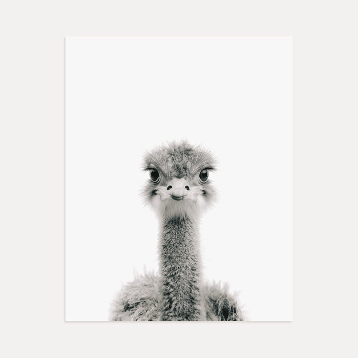 Baby Ostrich
