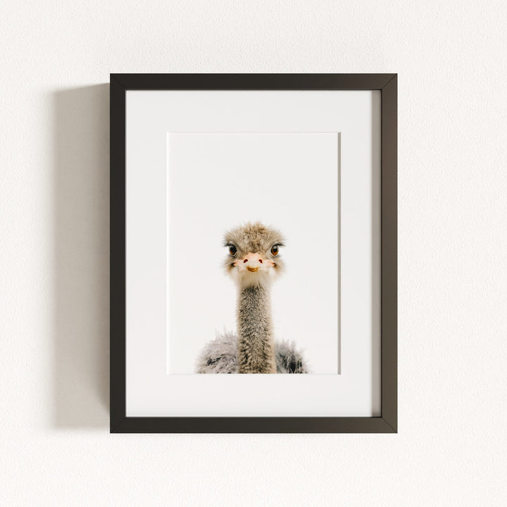 Baby Ostrich