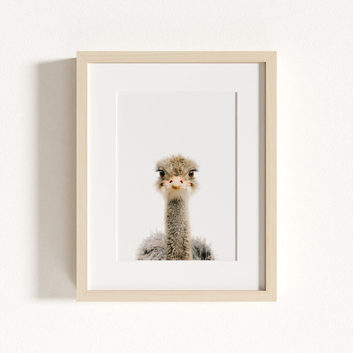 Baby Ostrich