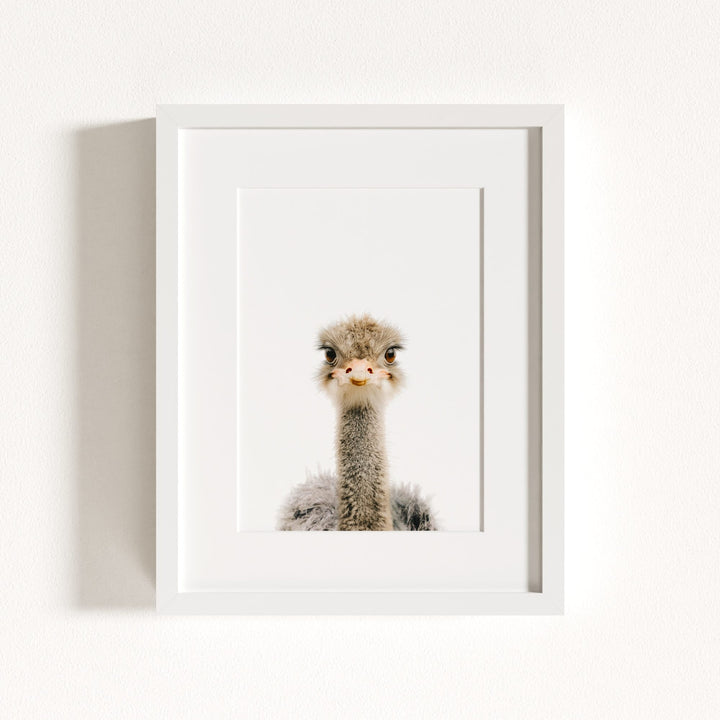 Baby Ostrich