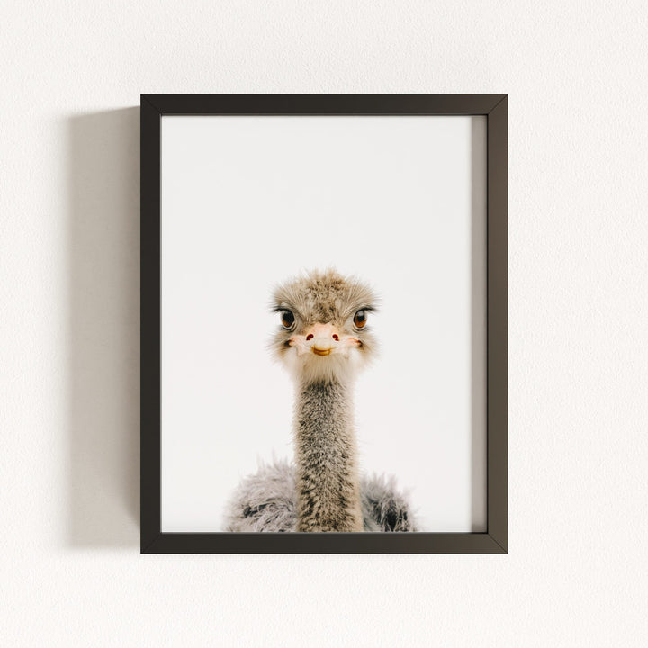 Baby Ostrich
